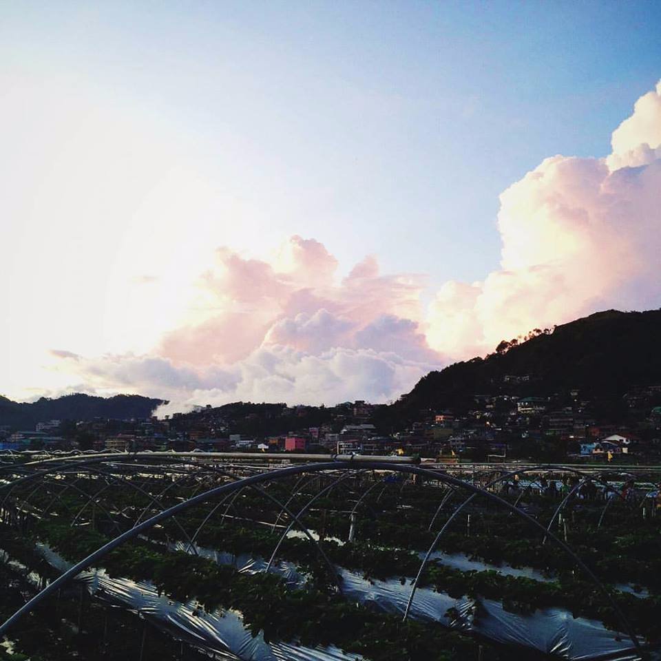 strawberry, farm, baguio