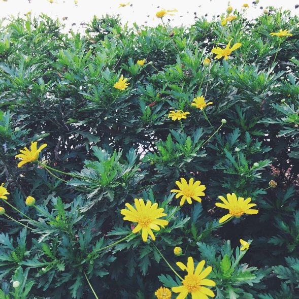 such a beautiful flowers