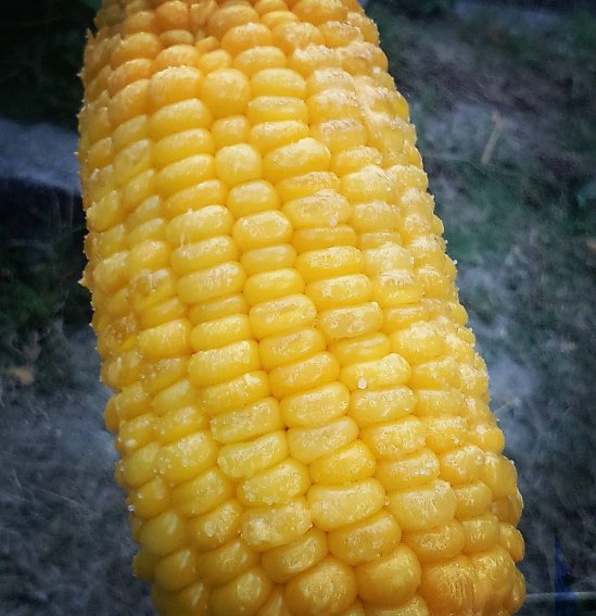 sweetcorn