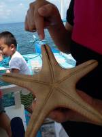 starfish