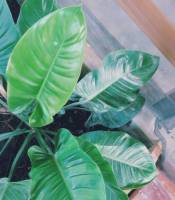 happy, nice, green