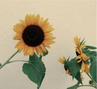 beautiful sunflower