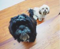 Hello my cutie doggies