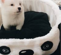My Mochi is enjoying his cute panda bed 