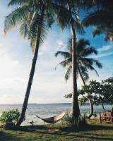 Ill never get tired of this view, Everyday under the sunshine  Coconut, trees