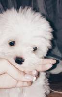 cutie love