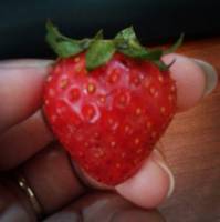 Sweet Strawberry 