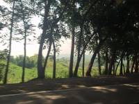 nature loves green trees