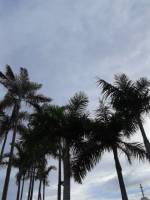 Coconut, trees