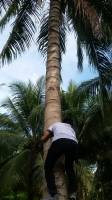 coconut tree, my friend lovely