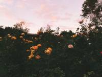 Yellow, flowers