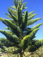oh, nana, whats, ur, name, lil, tree