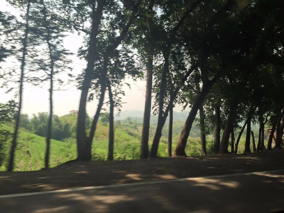 trees, nature, off, to, where