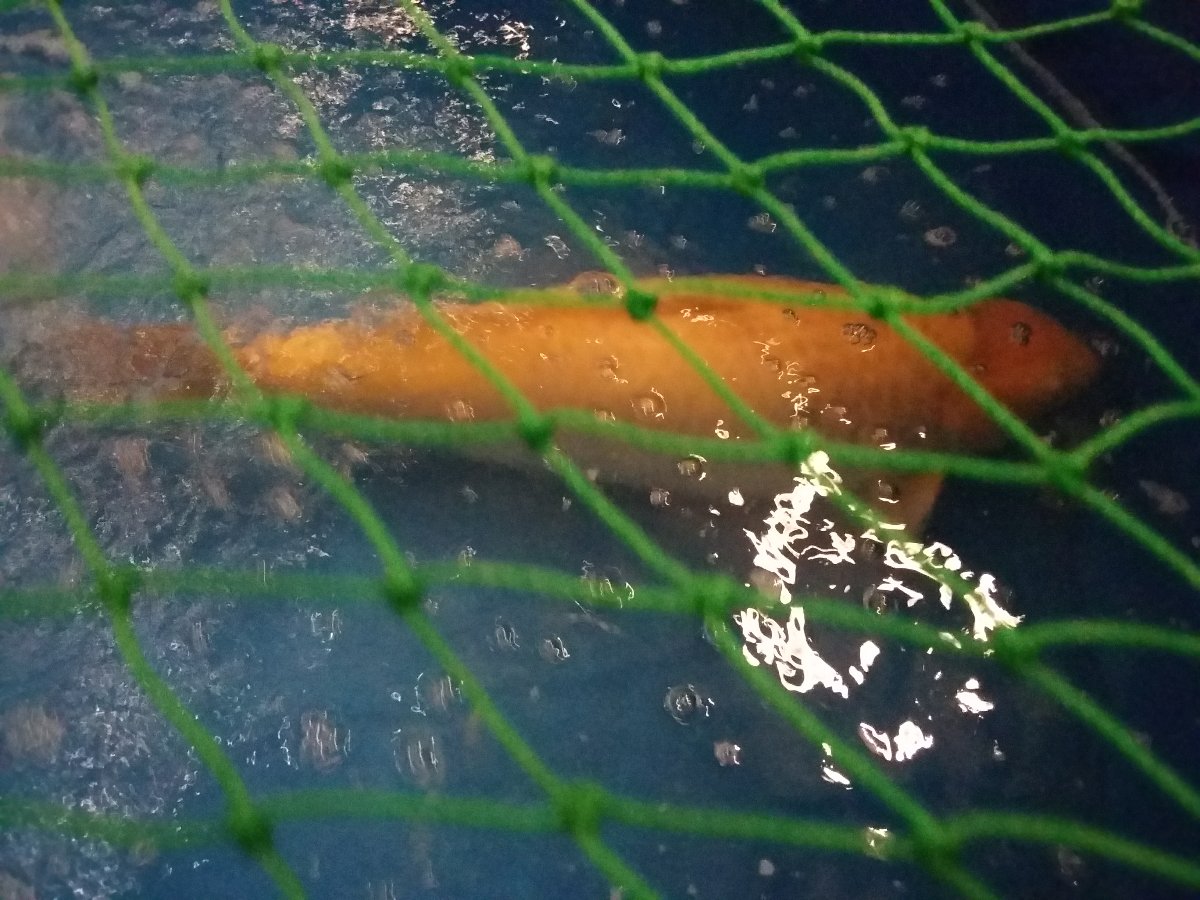 Koi fish
