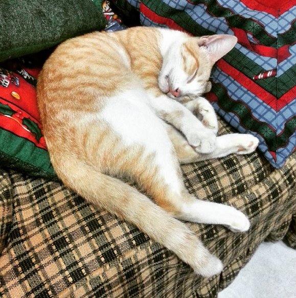 Someones been really tired playing all day long