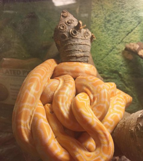 Yellow snake