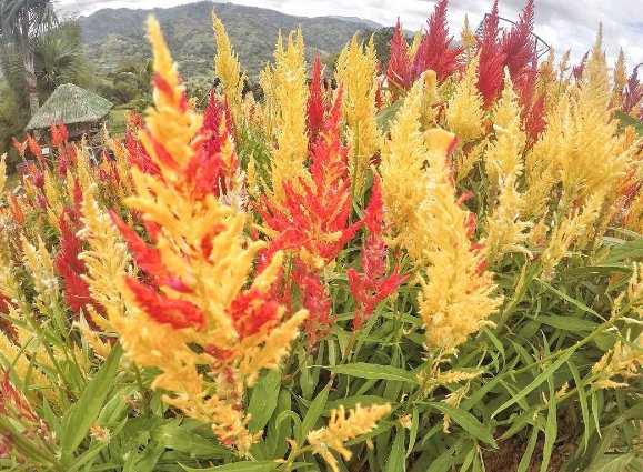 another yellow and red flowers