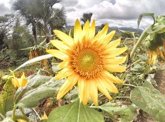 beautiful sunflower
