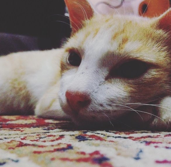 cat