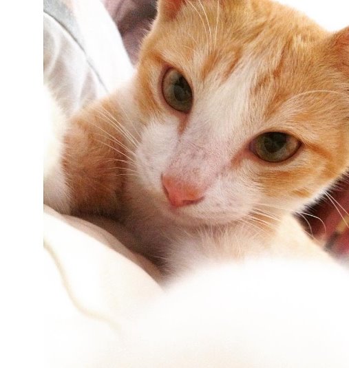 cat selfie 101