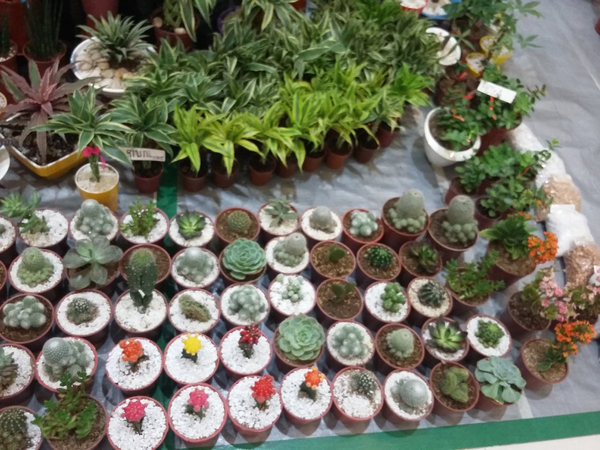 cutie plants