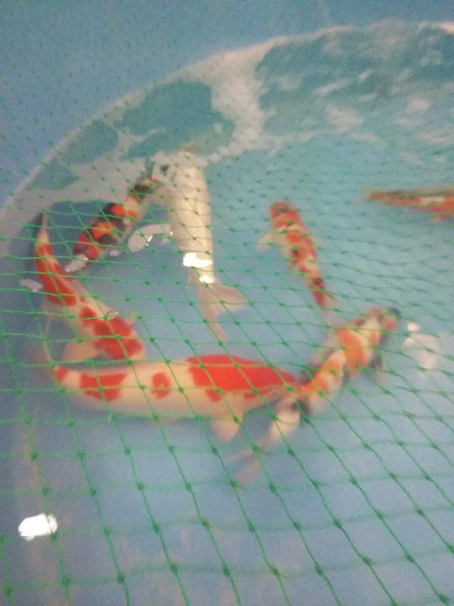 cuties, Koi fish