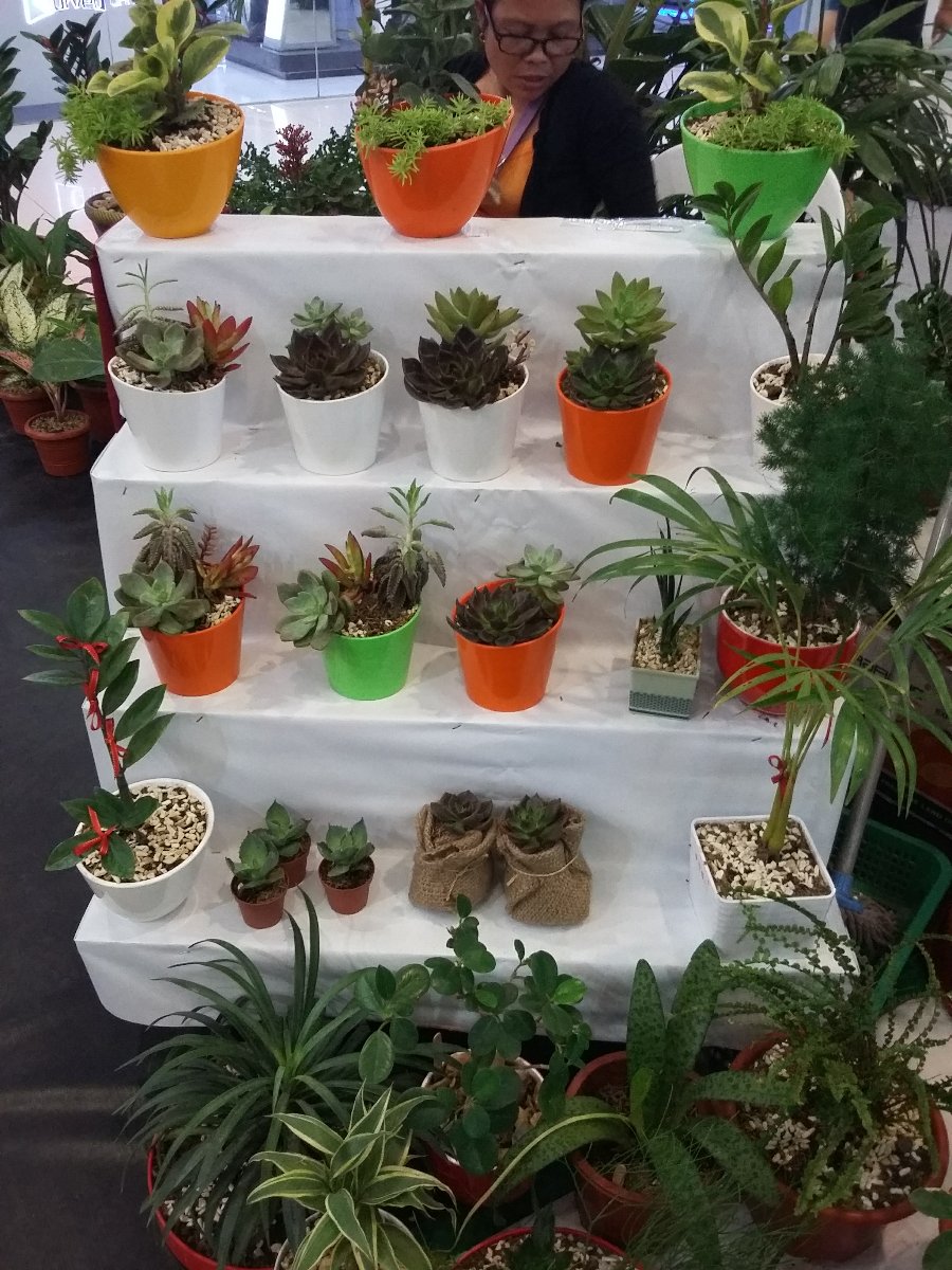 different sizes of plants