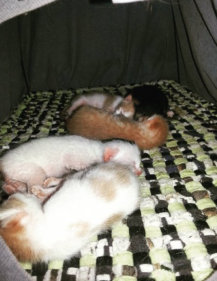 five new memengs