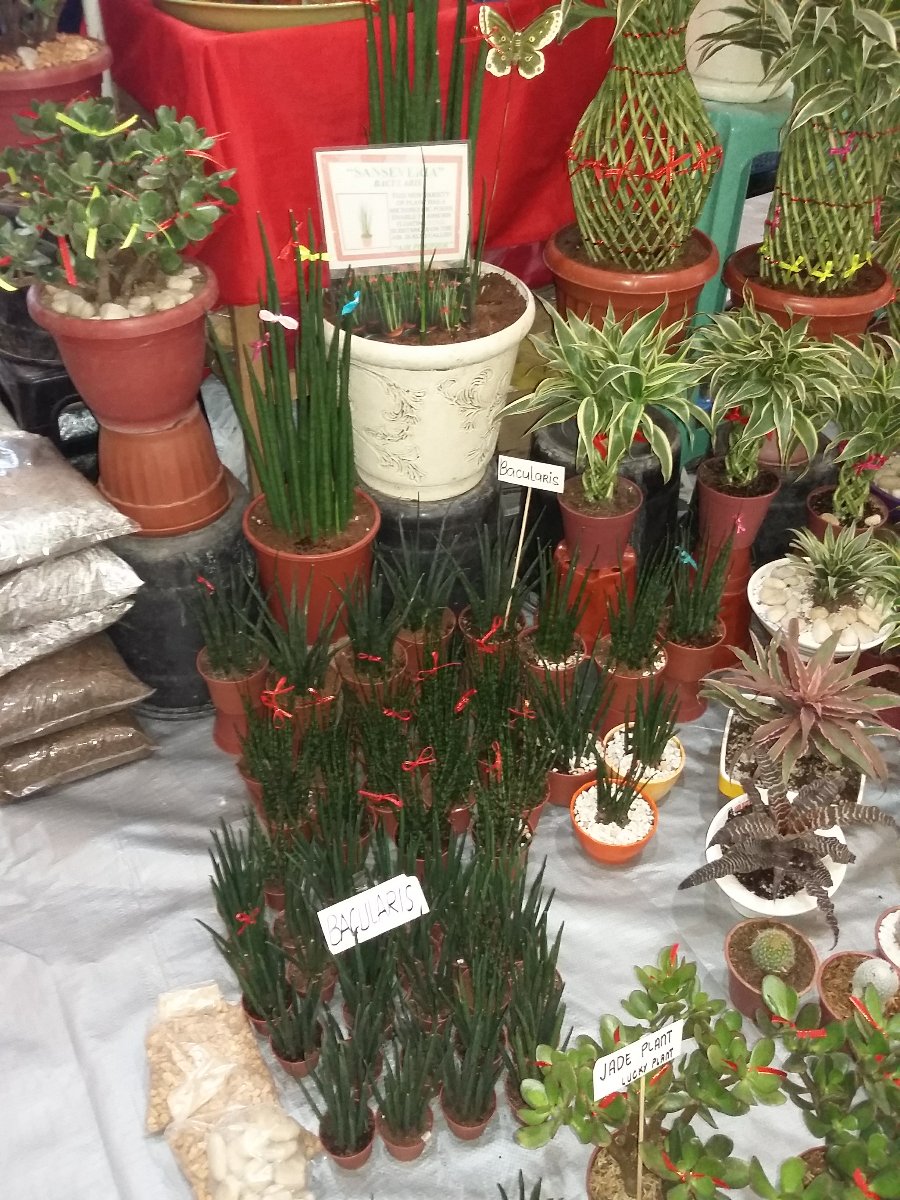 green plants, cutie