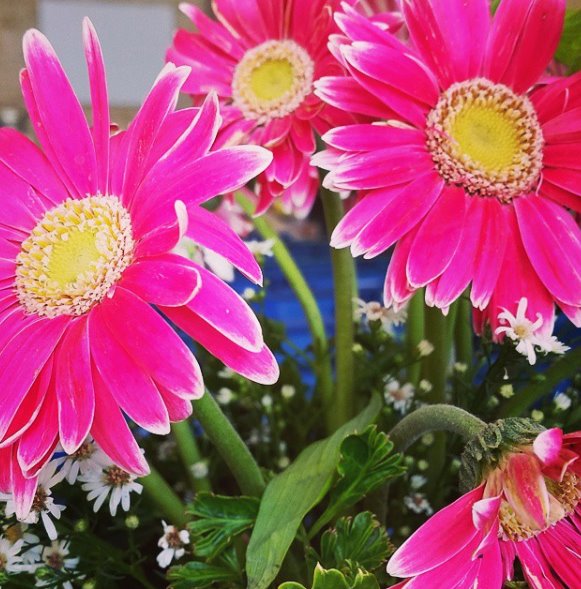 pink flowers 