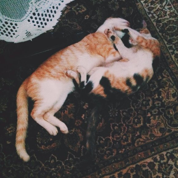 siesta time