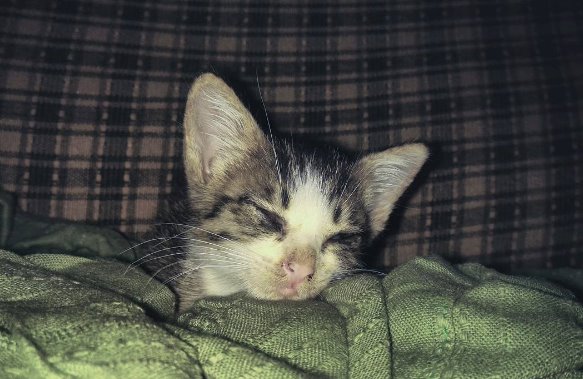 sleepy miming