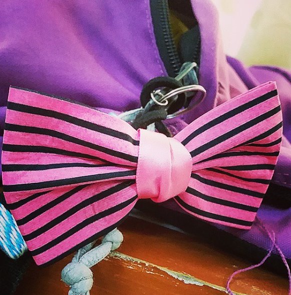 striped bow