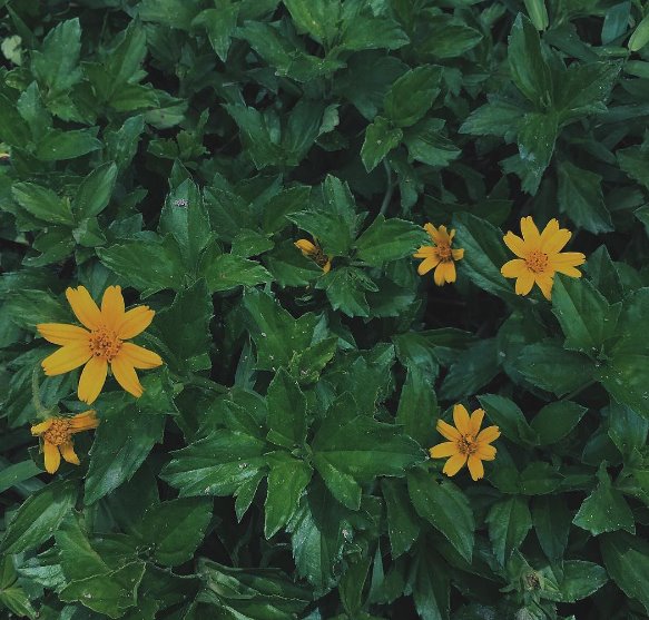 surrounded with green