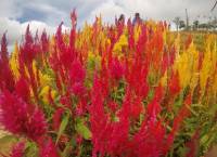 red and yellow flowers