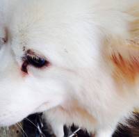cloudy the doggy