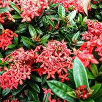 flowers baby