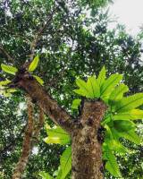 mango tree