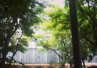 treeees