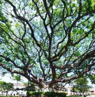 treeeesssssssss