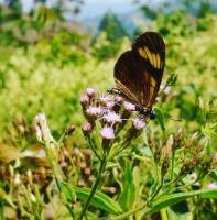 love this butterfly 