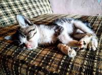 Catching some ZzZZ