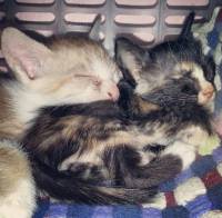 sibling bond