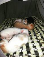 five new memengs