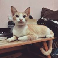 puss
