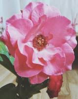 pink flower
