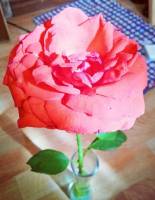 red rose