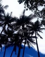 palm