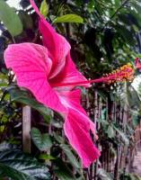 hibiscus