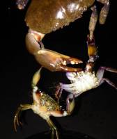 Mister Krabs